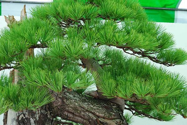 DSC_6325.jpg DSC_6325.jpg