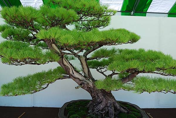 DSC_6334.jpg DSC_6334.jpg