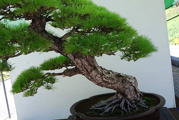 DSC_6356.jpg DSC_6356.jpg