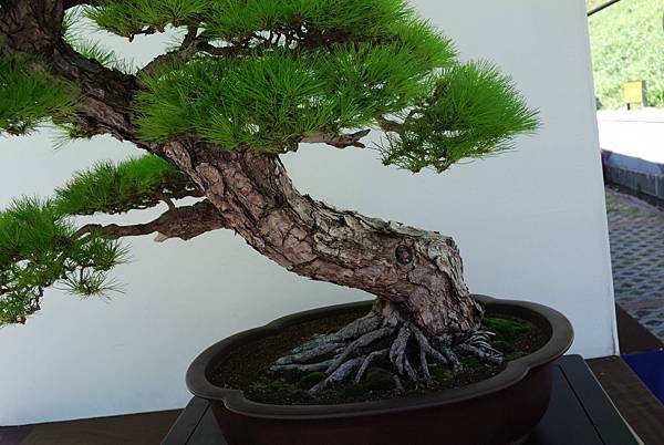 DSC_6355.jpg DSC_6355.jpg