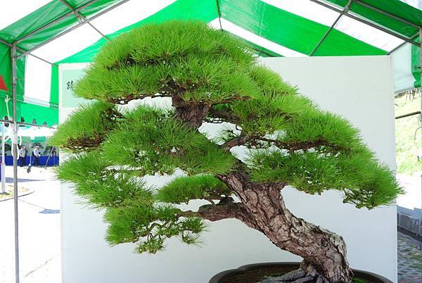 DSC_6357.jpg DSC_6357.jpg