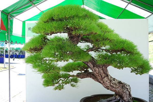 DSC_6358.jpg DSC_6358.jpg