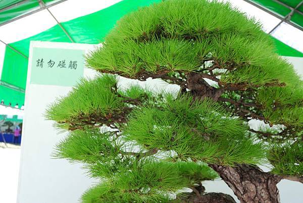 DSC_6361.jpg DSC_6361.jpg