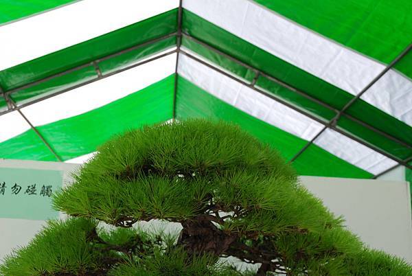 DSC_6362.jpg DSC_6362.jpg