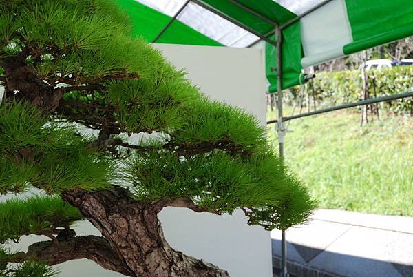 DSC_6363.jpg DSC_6363.jpg