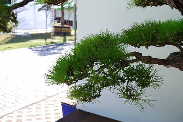 DSC_6366.jpg DSC_6366.jpg