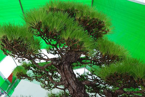 DSC_6368.jpg DSC_6368.jpg