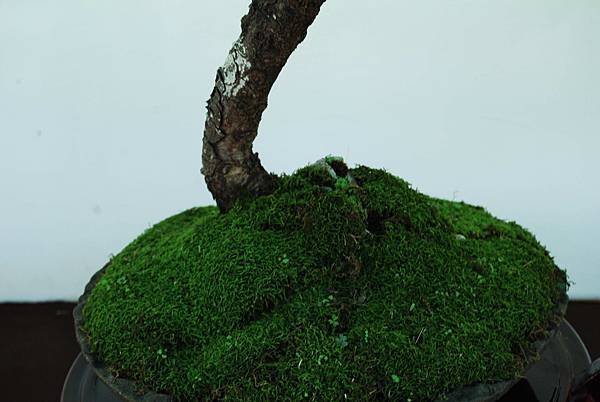 DSC_6372.jpg DSC_6372.jpg