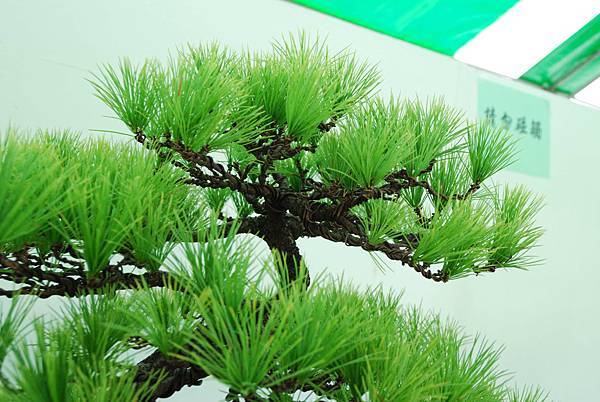 DSC_6376.jpg DSC_6376.jpg