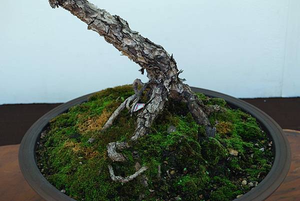 DSC_6386.jpg DSC_6386.jpg