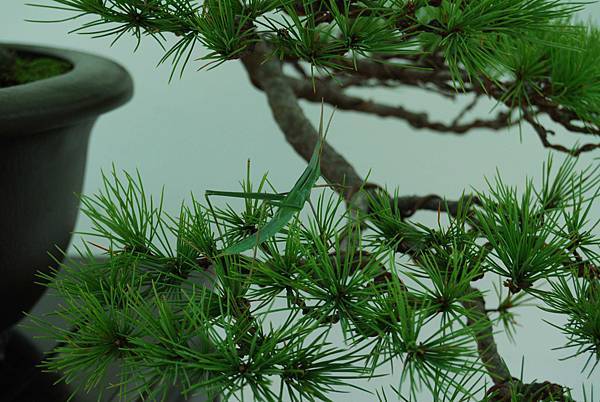 DSC_6424.jpg DSC_6424.jpg