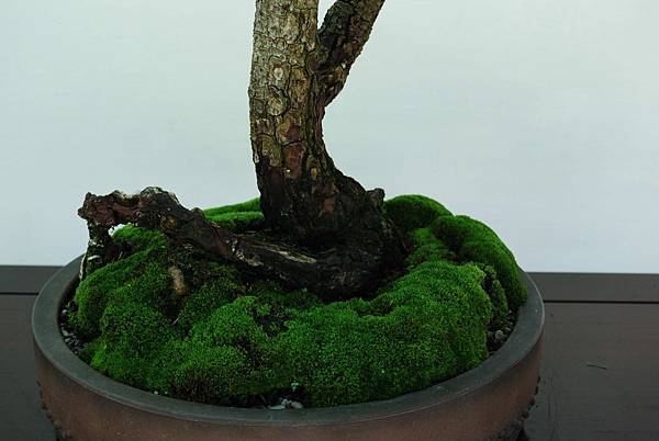 DSC_6433.jpg DSC_6433.jpg