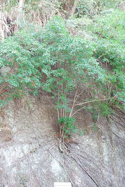 DSC_6464.jpg DSC_6464.jpg