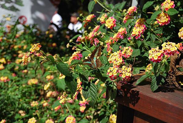 DSC_6505.jpg DSC_6505.jpg