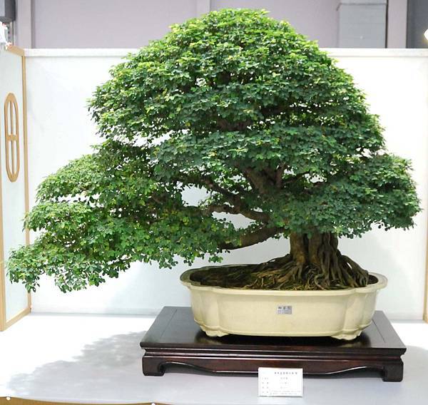 DSC_2502.jpg DSC_2502.jpg