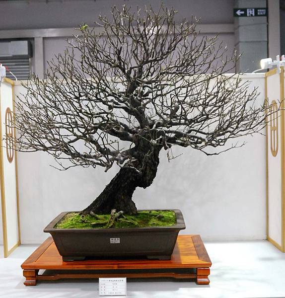 DSC_2503.jpg DSC_2503.jpg