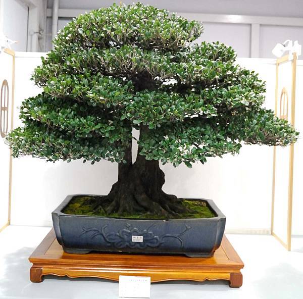 DSC_2505.jpg DSC_2505.jpg