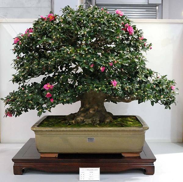 DSC_2507.jpg DSC_2507.jpg