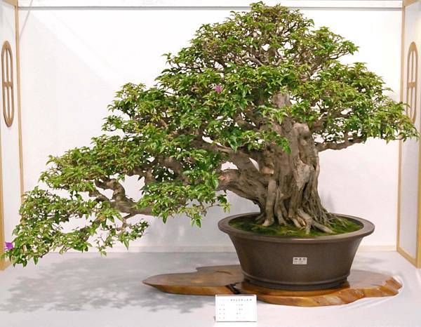 DSC_2510.jpg DSC_2510.jpg