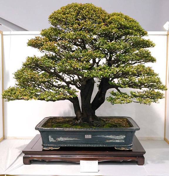 DSC_2509.jpg DSC_2509.jpg