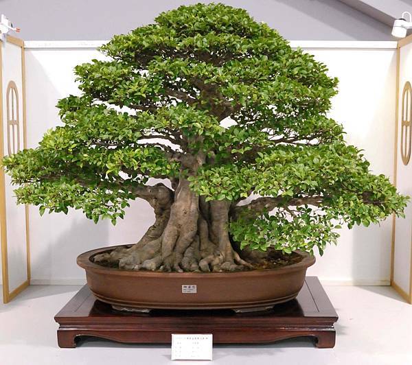 DSC_2511.jpg DSC_2511.jpg