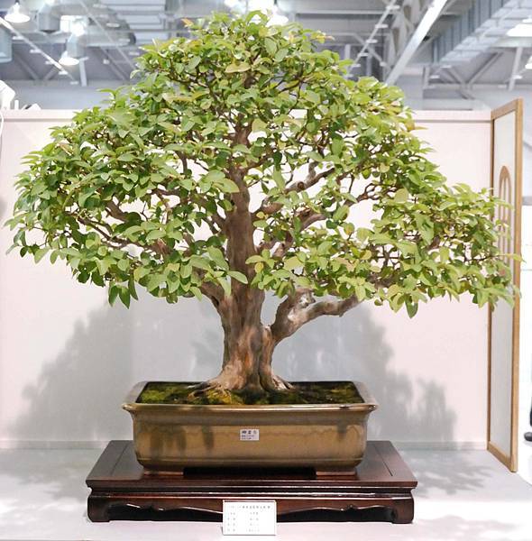 DSC_2514.jpg DSC_2514.jpg