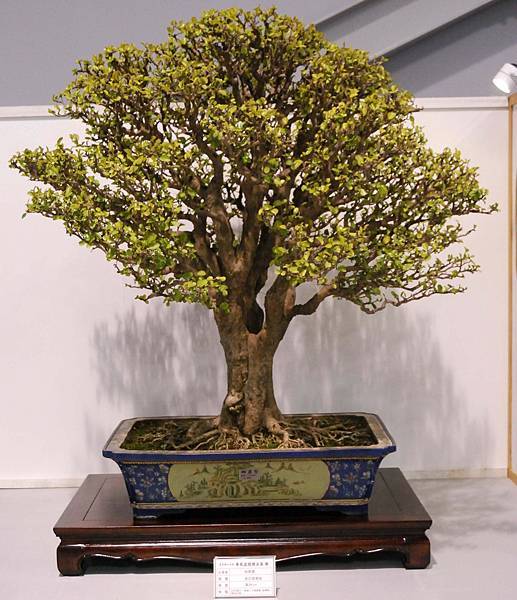 DSC_2513.jpg DSC_2513.jpg