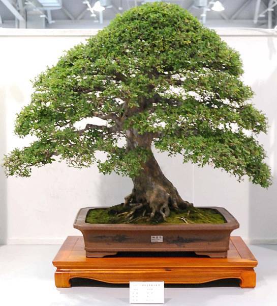 DSC_2516.jpg DSC_2516.jpg