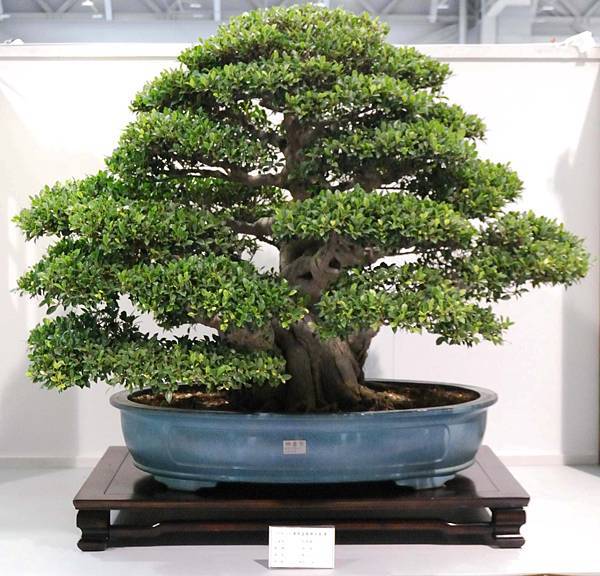 DSC_2515.jpg DSC_2515.jpg