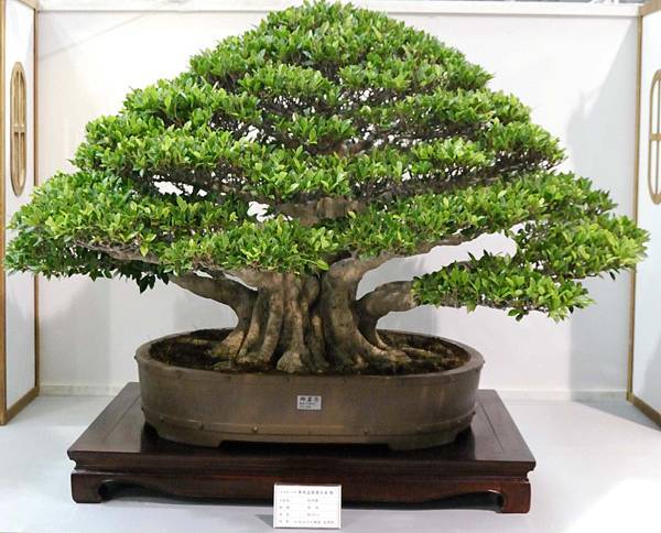 DSC_2519.jpg DSC_2519.jpg