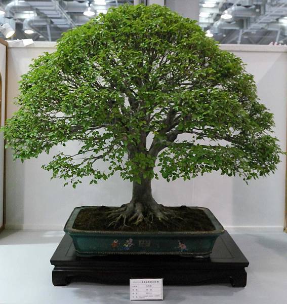 DSC_2520.jpg DSC_2520.jpg