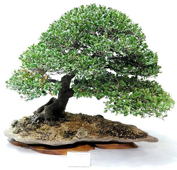 DSC_2521.jpg DSC_2521.jpg