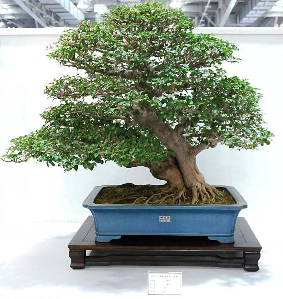 DSC_2522.jpg DSC_2522.jpg