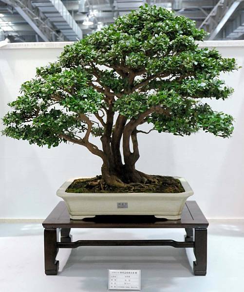 DSC_2523.jpg DSC_2523.jpg