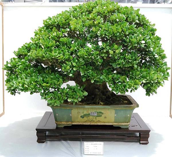 DSC_2525.jpg DSC_2525.jpg