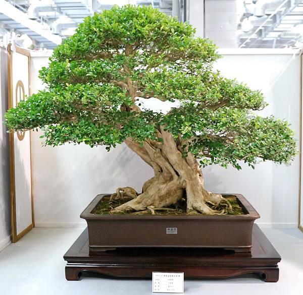 DSC_2527.jpg DSC_2527.jpg