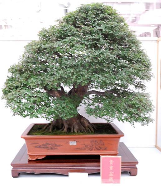 DSC_2528.jpg DSC_2528.jpg