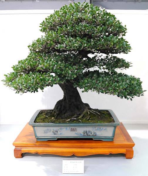 DSC_2530.jpg DSC_2530.jpg