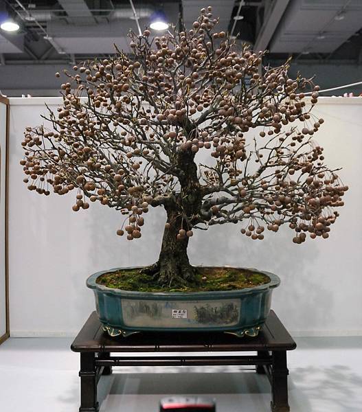 DSC_2531.jpg DSC_2531.jpg