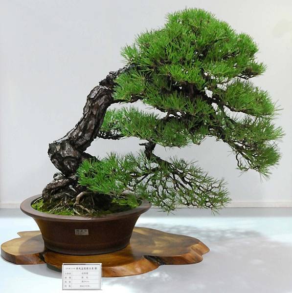 DSC_2534.jpg DSC_2534.jpg