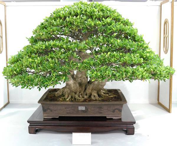 DSC_2536.jpg DSC_2536.jpg