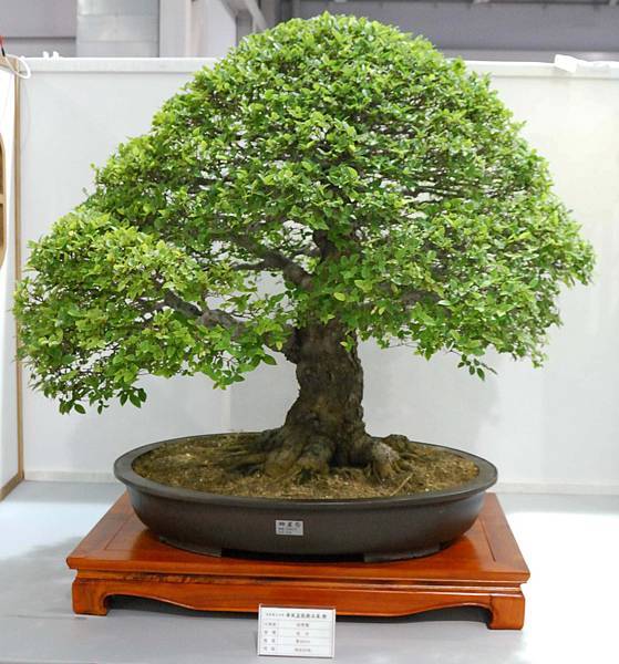 DSC_2535.jpg DSC_2535.jpg