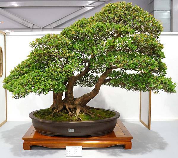 DSC_2539.jpg DSC_2539.jpg