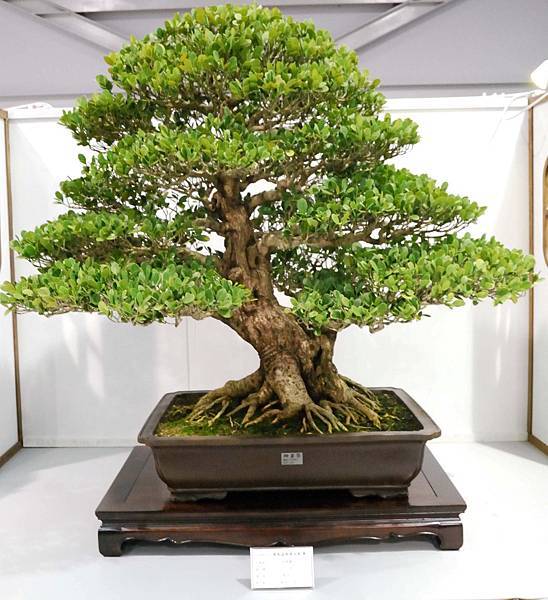 DSC_2540.jpg DSC_2540.jpg