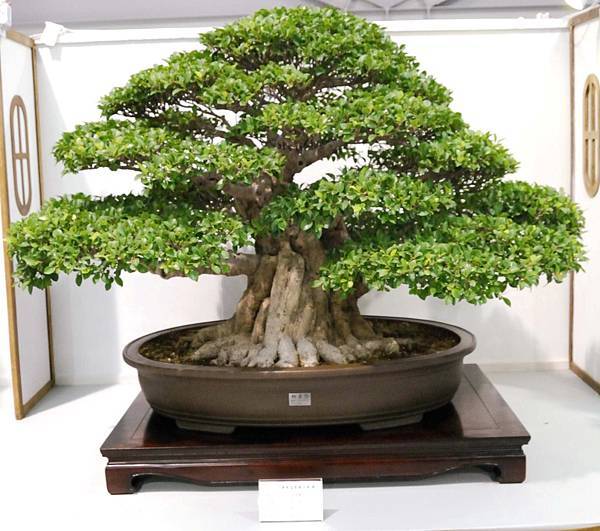 DSC_2541.jpg DSC_2541.jpg