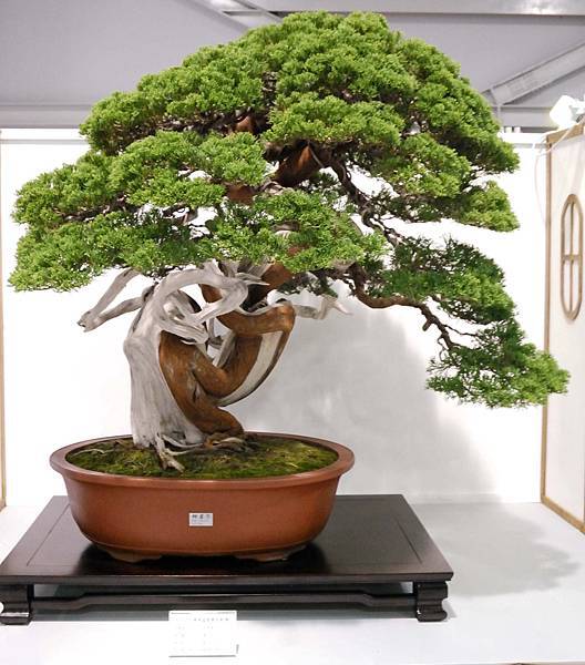 DSC_2542.jpg DSC_2542.jpg