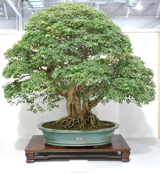 DSC_2545.jpg DSC_2545.jpg