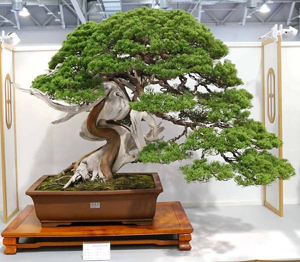 DSC_2546.jpg DSC_2546.jpg