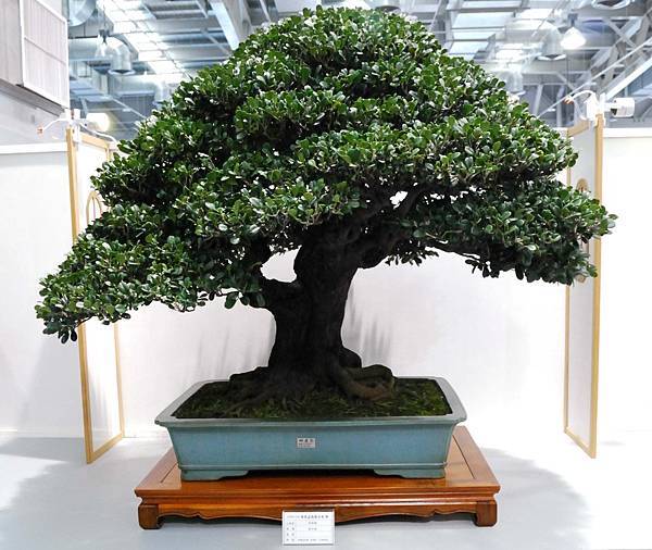 DSC_2553.jpg DSC_2553.jpg