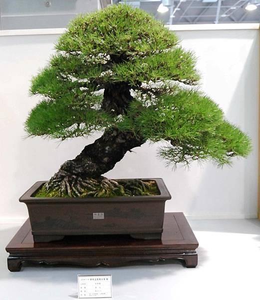 DSC_2554.jpg DSC_2554.jpg